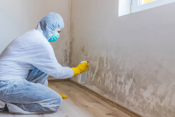 Licensed Mold Remediation service in Petersburg, MI - WQB Mold Removal